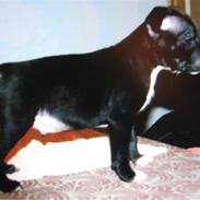 Staffordshire bull terrier rico