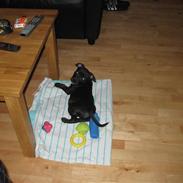 Staffordshire bull terrier rico