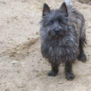Cairn terrier Sprirt