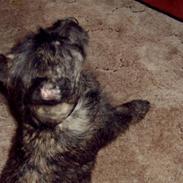 Cairn terrier Sprirt