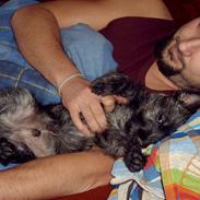 Cairn terrier Sprirt