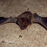 Cairn terrier Sprirt