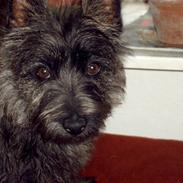 Cairn terrier Sprirt