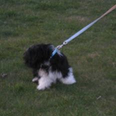 Lhasa apso Fulton von Moisen 