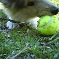 Collie langhåret Tvingsfields Sweet Penelope