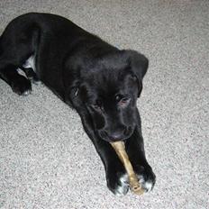 Labrador retriever Victor