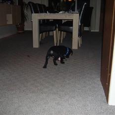 Labrador retriever Victor