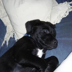 Labrador retriever Victor