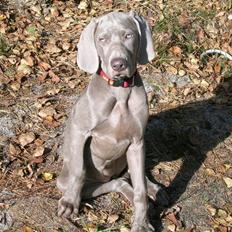 Weimaraner Aica Silver Hunter´s Alba