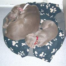 Weimaraner Aica Silver Hunter´s Alba