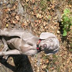 Weimaraner Aica Silver Hunter´s Alba