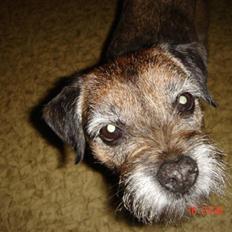 Border terrier Emmy