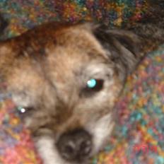 Border terrier Emmy
