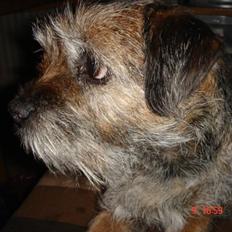 Border terrier Emmy