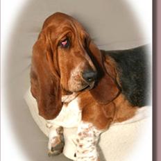 Basset hound Ludvig