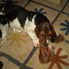 Basset hound Ludvig