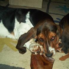 Basset hound Ludvig