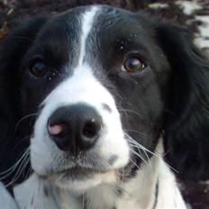 Engelsk springer spaniel Zimba