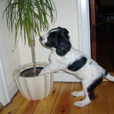 Engelsk springer spaniel Zimba