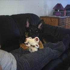 Schæferhund king of the world