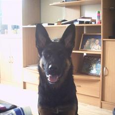 Schæferhund king of the world