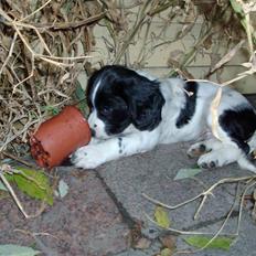 Engelsk springer spaniel Zimba