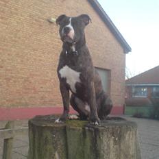 Amerikansk staffordshire terrier Otto