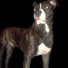 Amerikansk staffordshire terrier Otto