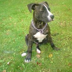 Amerikansk staffordshire terrier Otto