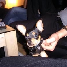 Blanding af racer Kenzo