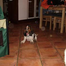 Basset hound Emma