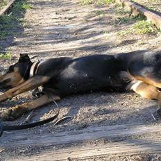 Blanding af racer Toffi