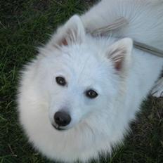 Japansk spids Mari - Min mors