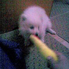 Japansk spids Mari - Min mors