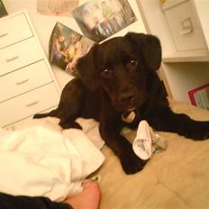 Labrador retriever Lady