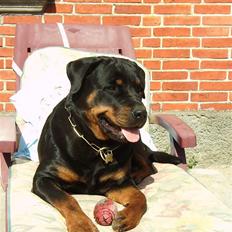 Rottweiler Victoria