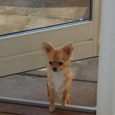 Chihuahua wejner