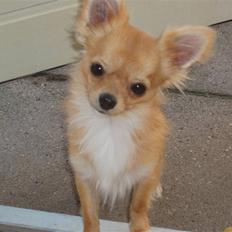 Chihuahua wejner