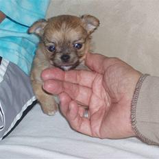 Chihuahua wejner