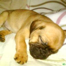 Blanding af racer Lille prins Malthe