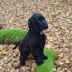Cocker spaniel Holger