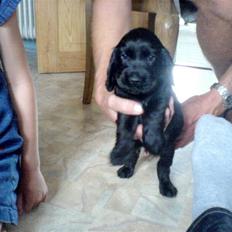 Cocker spaniel Holger