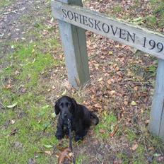 Cocker spaniel Holger