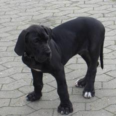 Grand danois ## RICCO ##