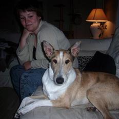 Collie korthåret Alexander 