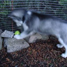 Siberian husky Marquis