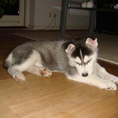 Siberian husky Marquis