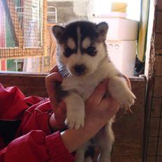 Siberian husky Marquis