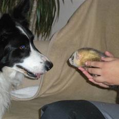 Border collie Bamse - Min mors