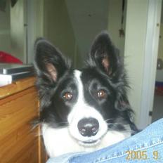 Border collie Bamse - Min mors